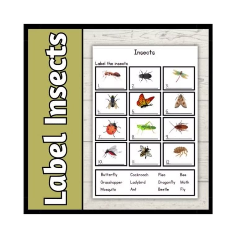 Elementary school Worksheet | Label the Insects Worksheet