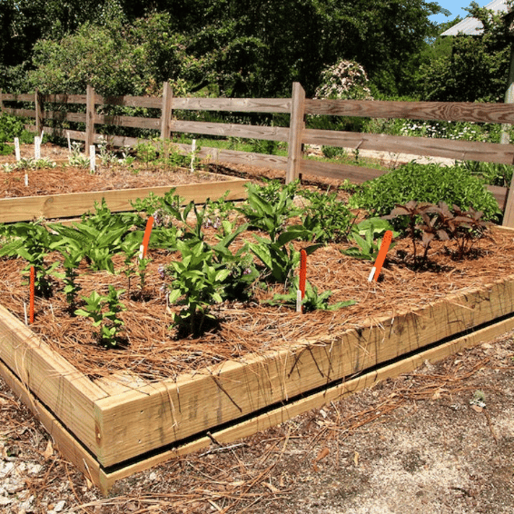 Elementary school Lesson Idea | How Does Your Garden Grow? (Grades K-2)