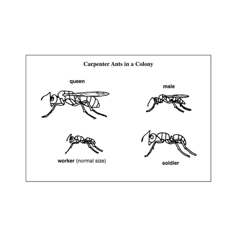 Elementary school Lesson Idea | Ants in the Wild