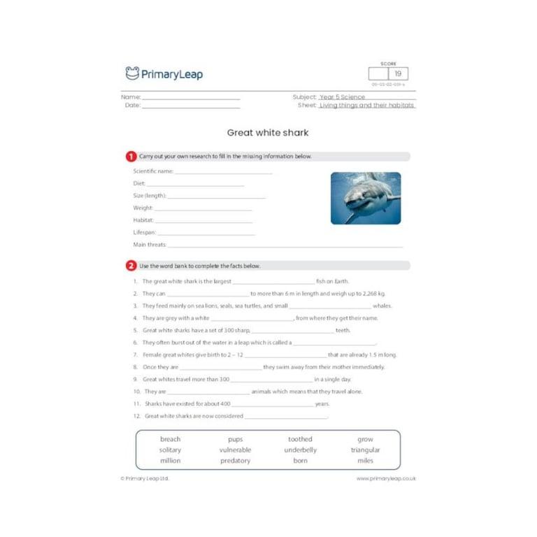 Elementary school Worksheet | Great White Shark Research Activity