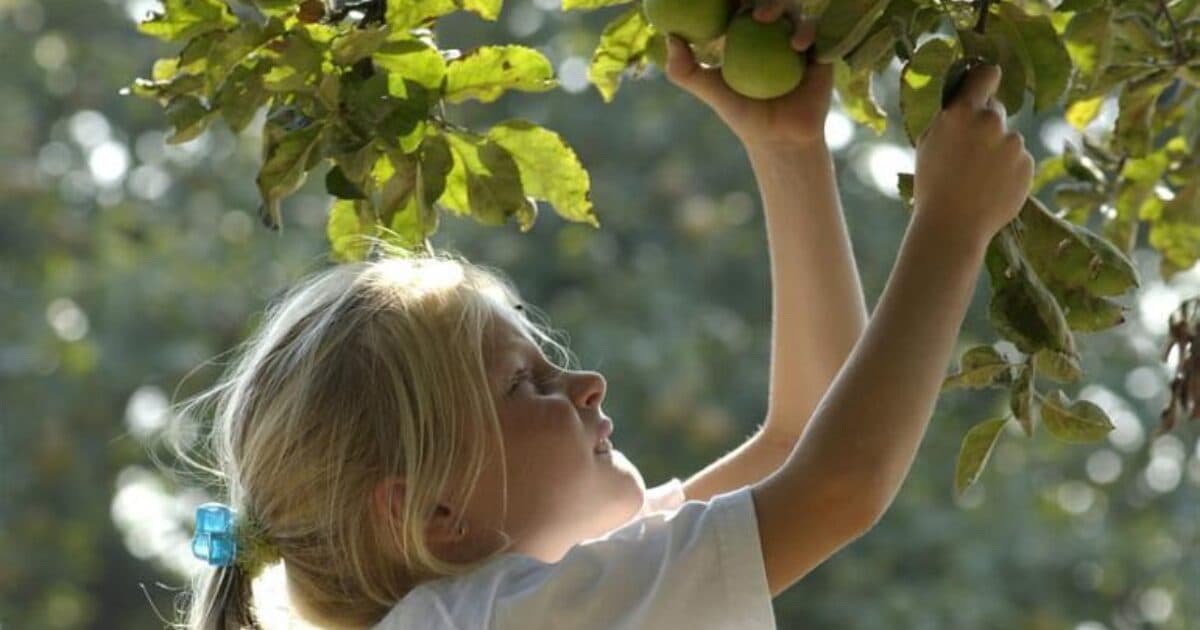 High level of interest among schools in incentive for healthy and sustainable food