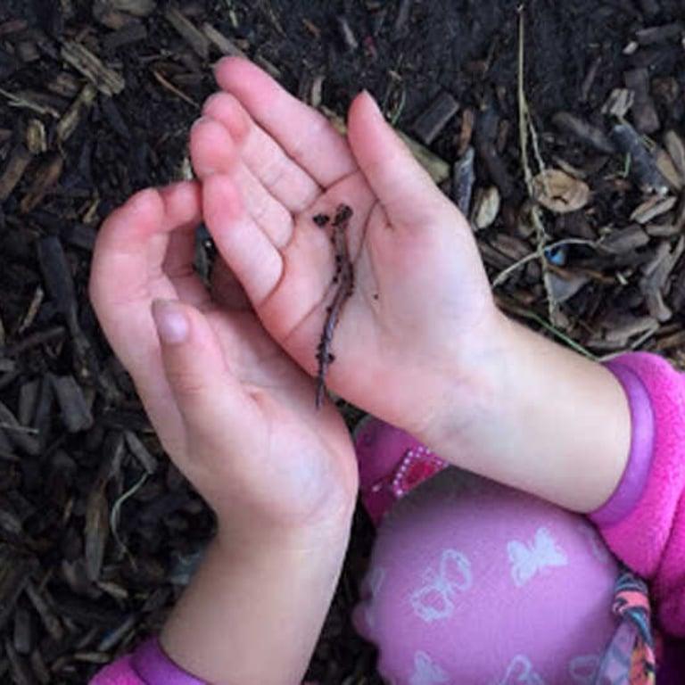 Elementary school Lesson Idea | Nature Play: Insect Investigation