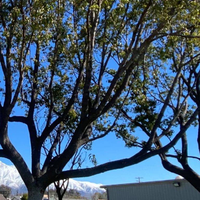 Elementary school Lesson Idea | Build a Tree