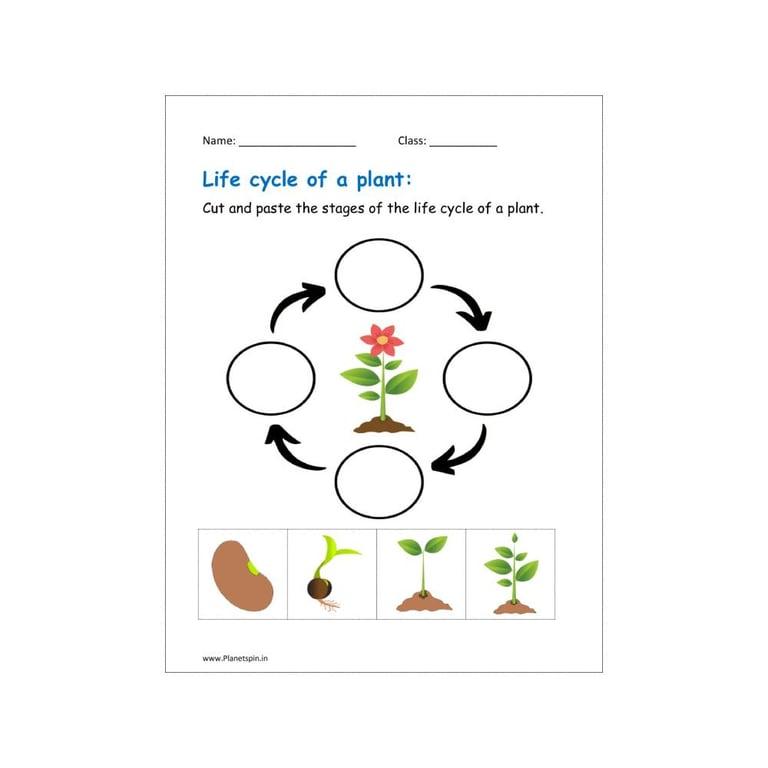 Elementary school Worksheet | Life Cycle of a Plant - Cut and Paste