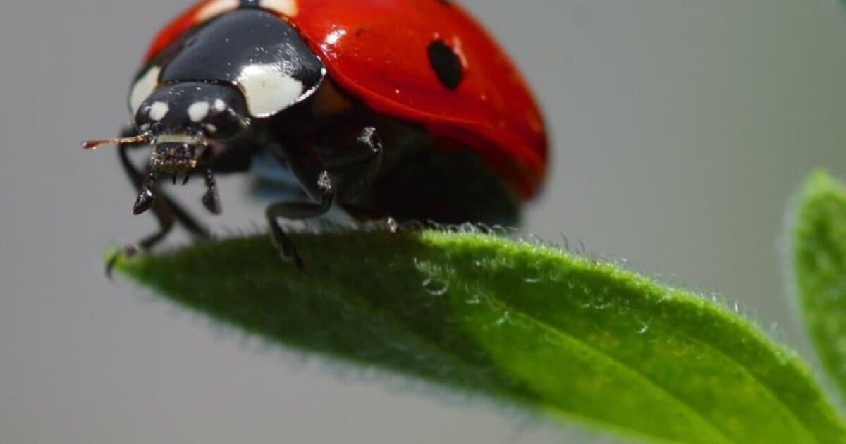 Lesson Kit: Insects, Friend or Foe