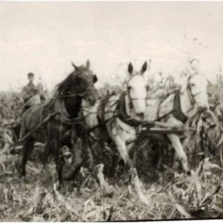 Elementary school Lesson Idea | Farming Changes from the 1800s to 1900s