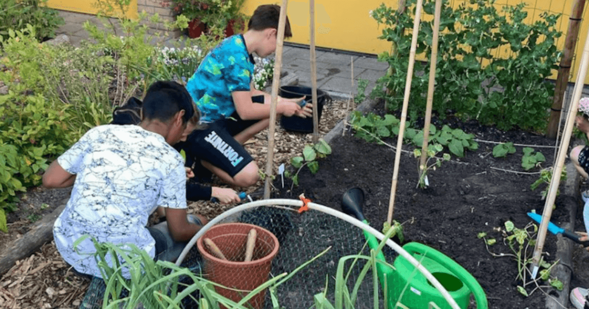 Golden Carrot Seed for a school seeking help