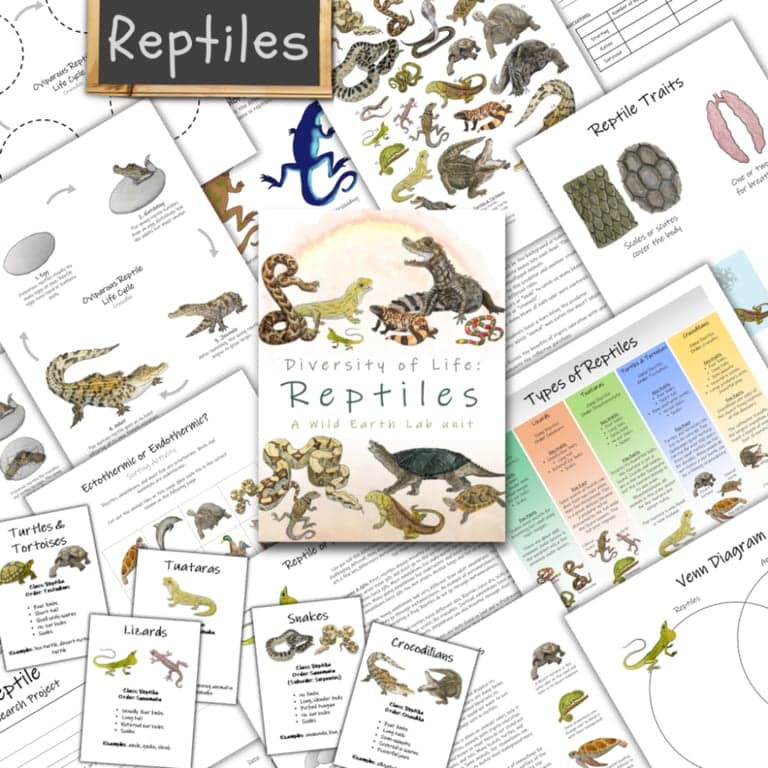 Elementary school Lesson Package | Reptiles Unit: A Study of the Biodiversity and Traits of Reptiles!