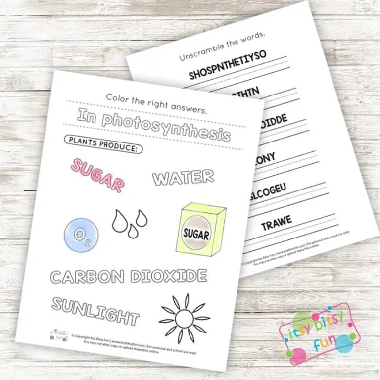 Elementary school Worksheet | Photosynthesis