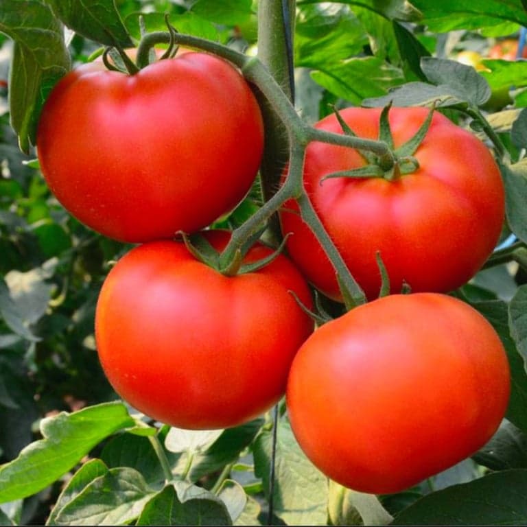 Elementary school Lesson Package | Life Science - Plant and Animals Traits: Young and Old