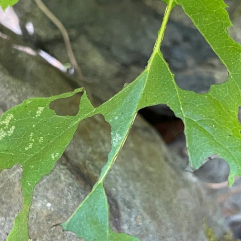 Elementary school Lesson Idea | Who’s Been in the Forest?