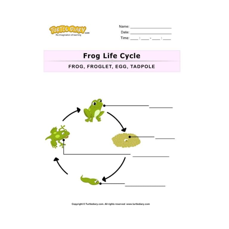 Elementary school Worksheet | The Life Cycle of a Frog for Kids