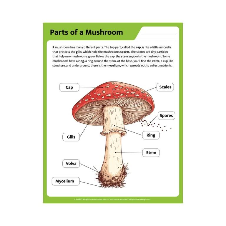 Elementary school Worksheet | Parts of a Mushroom