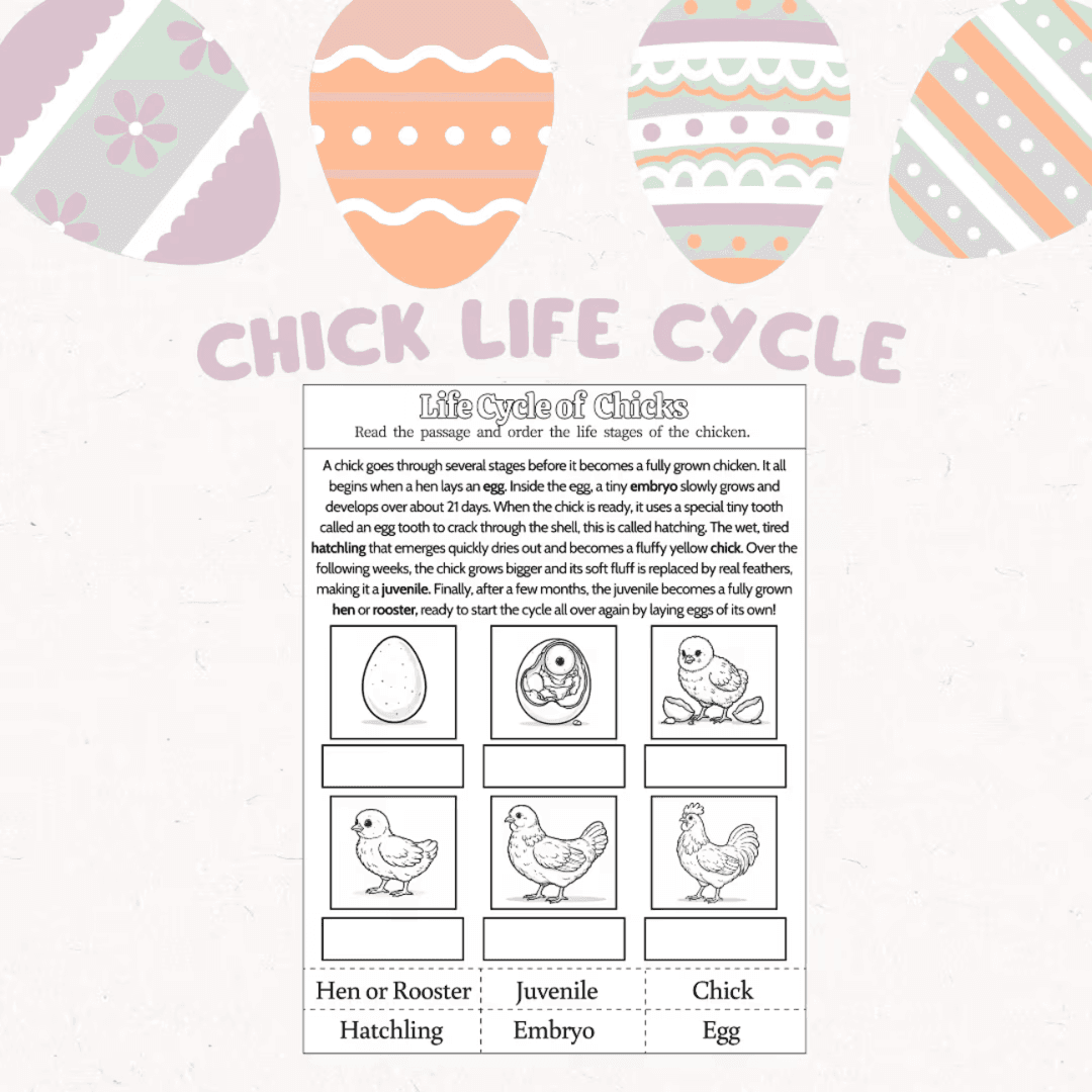 Elementary school Worksheet | Life Cycle of Chicks