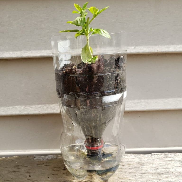 Elementary school Lesson Idea | Self-Watering Planter