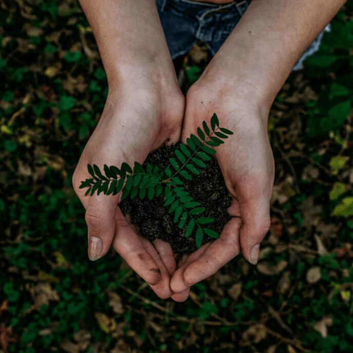 Elementary school Lesson Idea | Tree Planting (Junior)