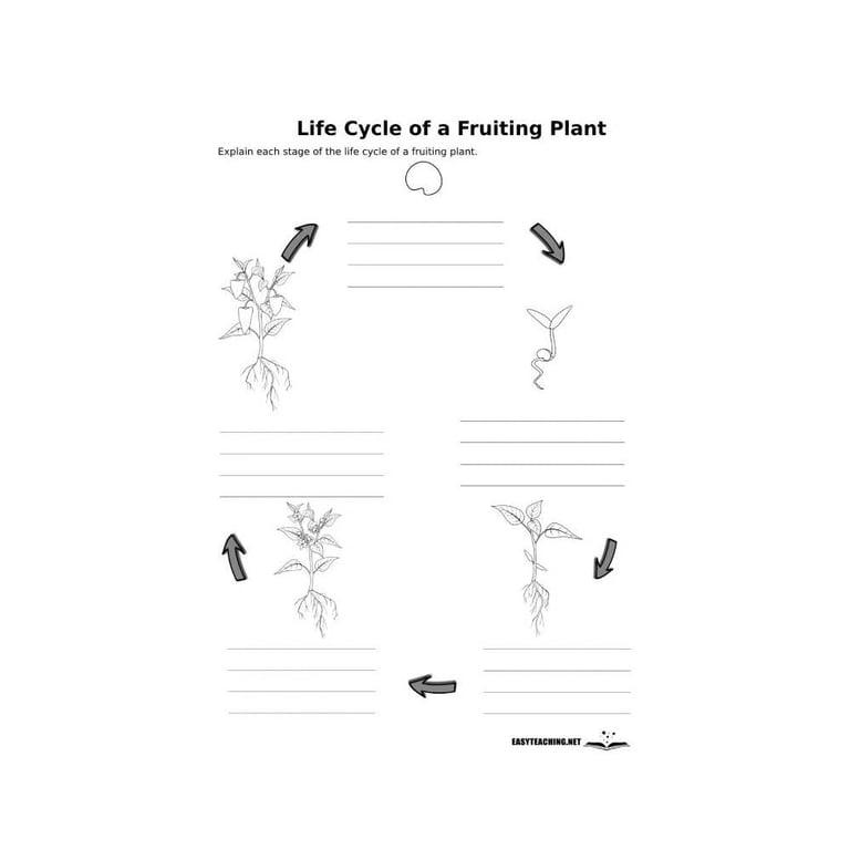 Elementary school Worksheet | Plant Life Cycle: Blank
