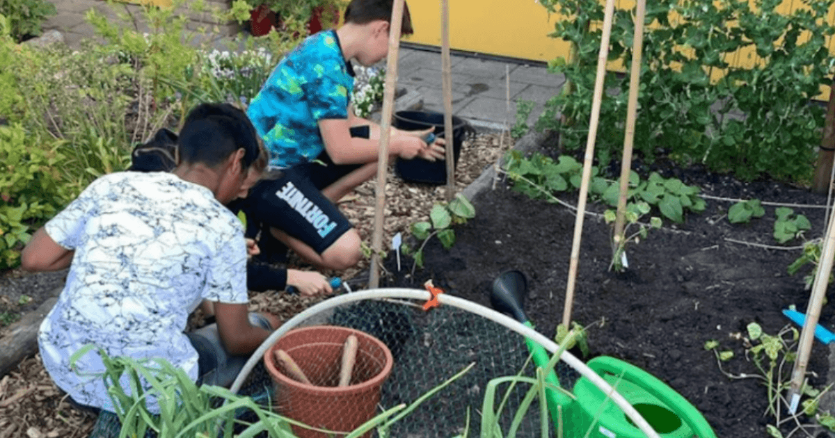 School garden popularity growing