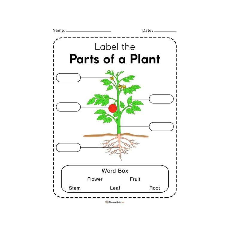Elementary school Worksheet | Parts of a Plant