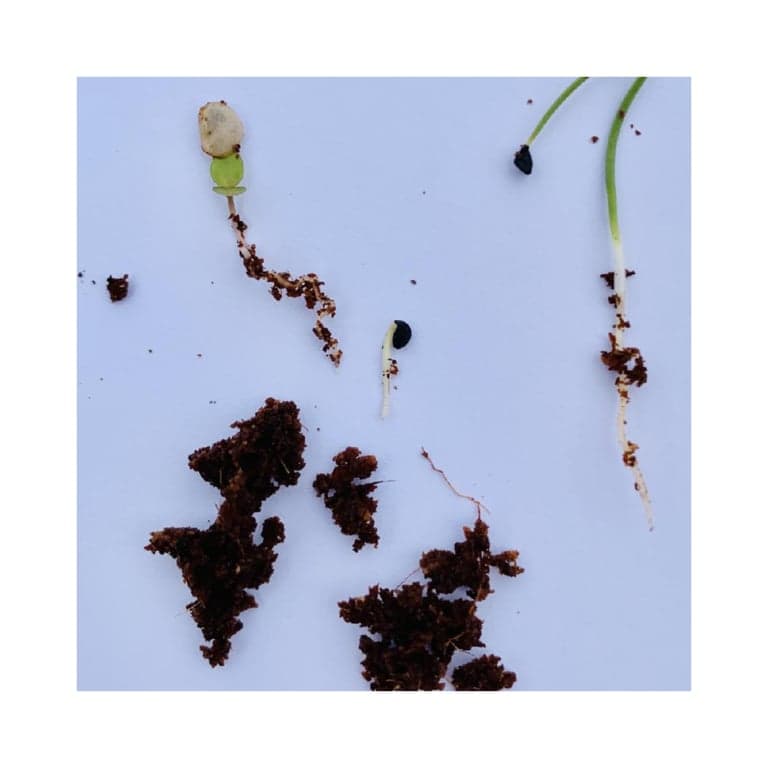 Elementary school Lesson Idea | Seed Parts and Sprouting Starts