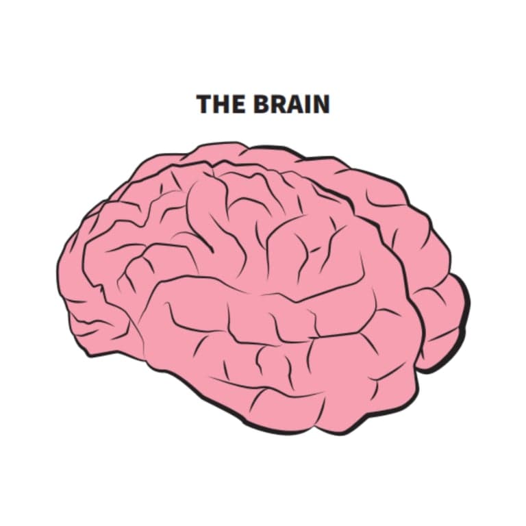 Elementary school Lesson Idea | Making Healthy Choices to Protect My Brain
