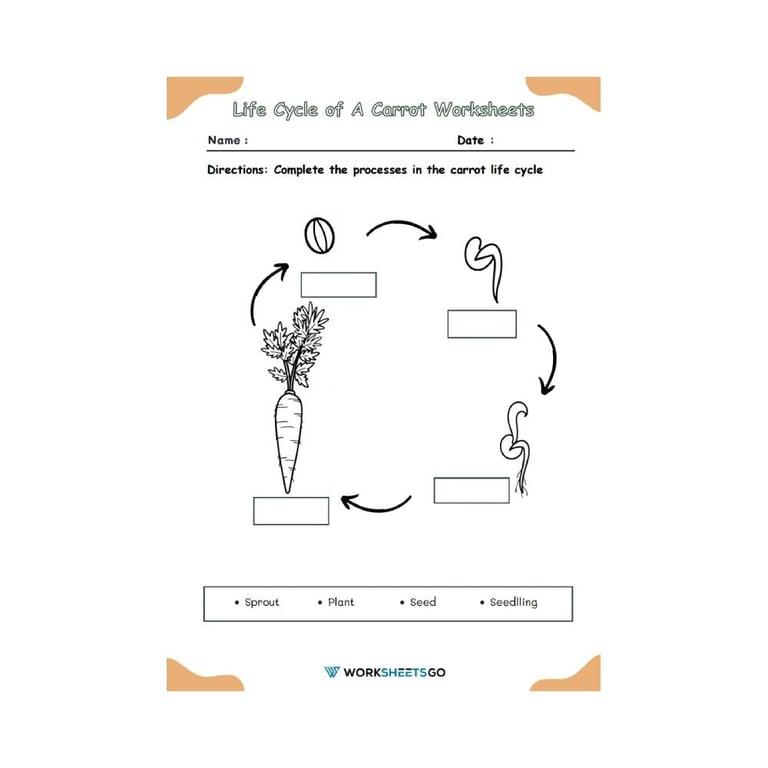 Elementary school Worksheet | Life Cycle of A Carrot