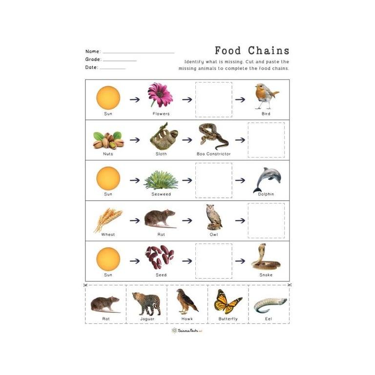 Elementary school Worksheet | Food Chains