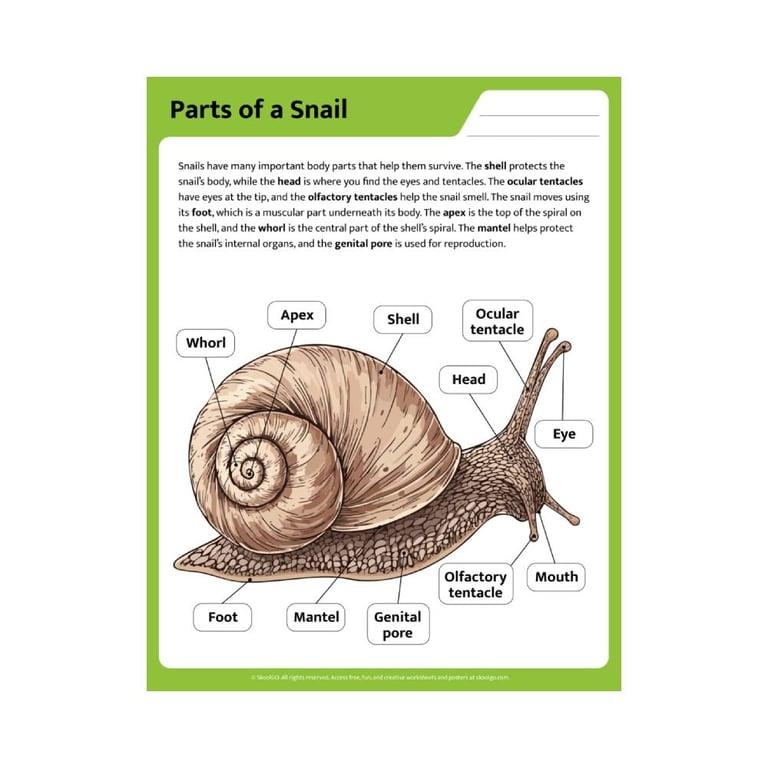 Elementary school Worksheet | Parts of a Snail
