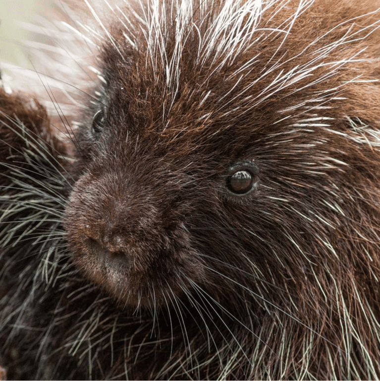Elementary school Course | Hugging Porcupines: Build Positive Relationships With Kids Who Have Challenging Behaviors