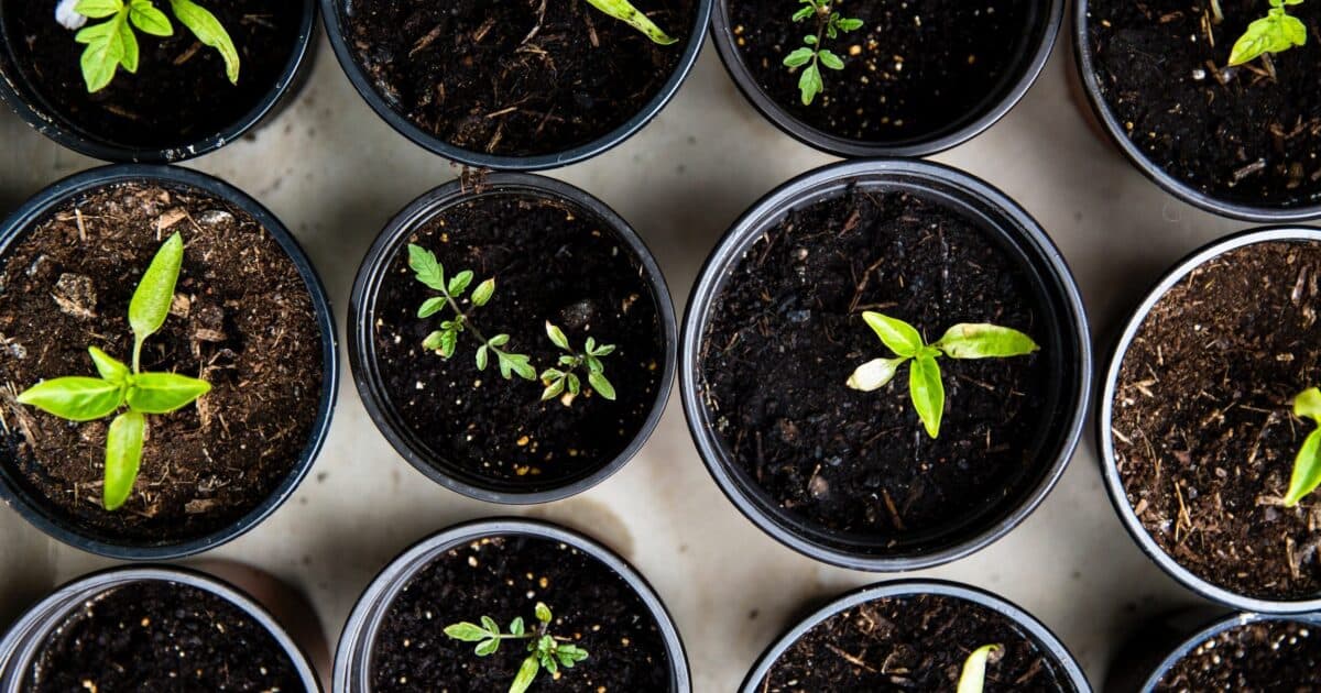 Sustainability in the School’s DNA