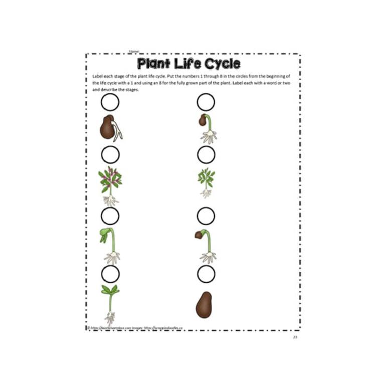 Elementary school Worksheet | Plant Life Order