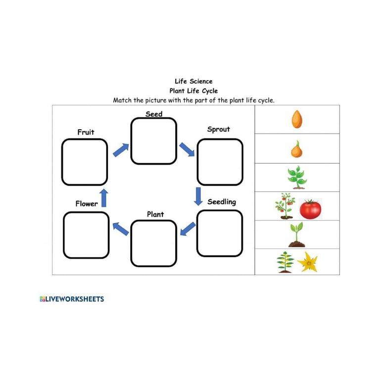 Elementary school Worksheet | Plant Life Cycle Grade 2