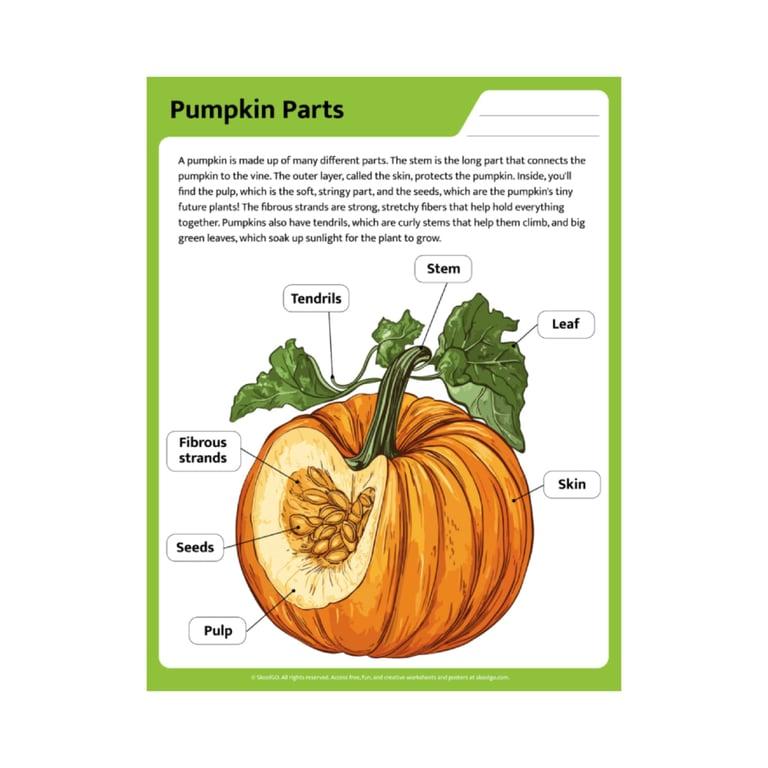Elementary school Worksheet | Pumpkin Parts