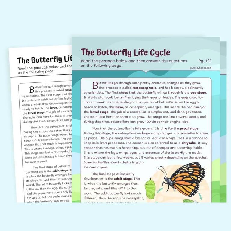 Elementary school Worksheet | The Butterfly Life Cycle