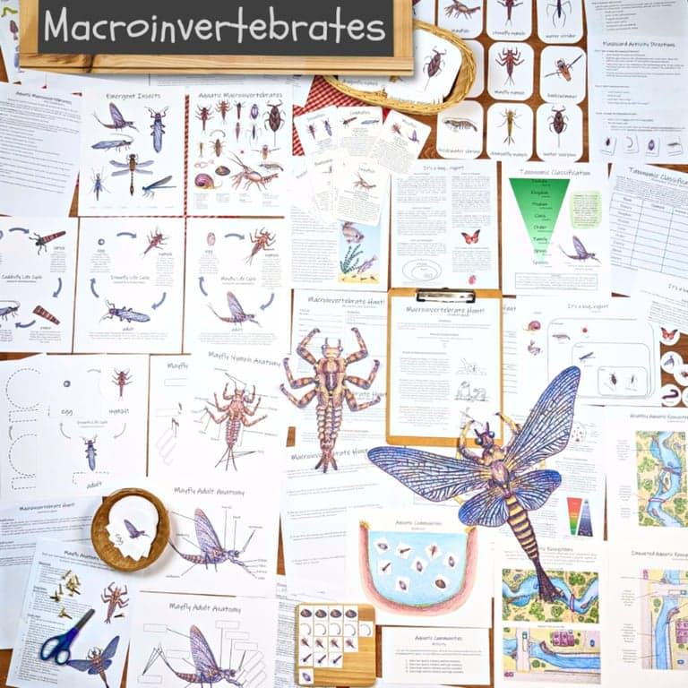 Elementary school Lesson Package | Macroinvertebrates: A Hands-On Aquatic Ecology Unit!