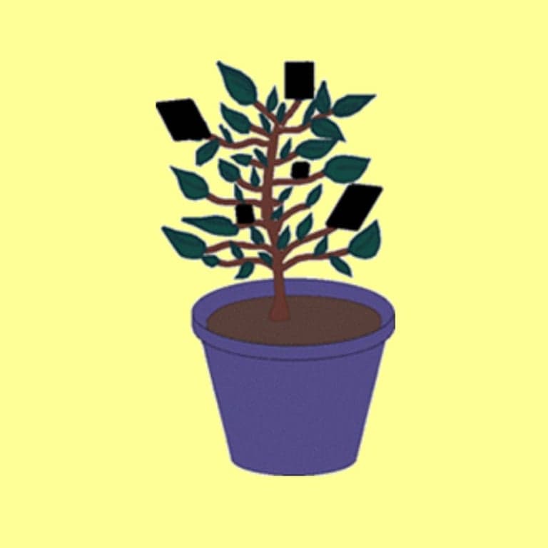 Elementary school Lesson Idea | Do Plants Need Sunlight?