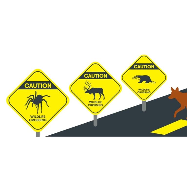 Elementary school Lesson Idea | Caution! Wildlife Crossing