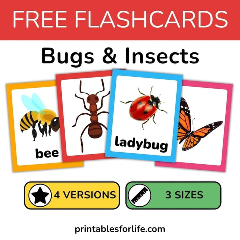 Elementary school Flashcard | Free Printable Insect and Bug Flashcards