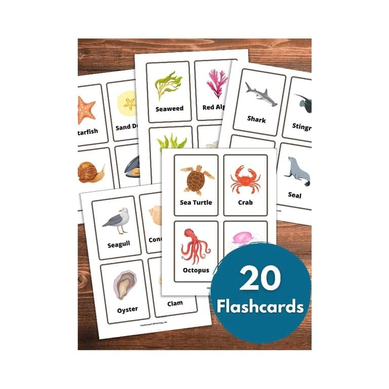 Elementary school Flashcards | Ocean Flashcards Printable