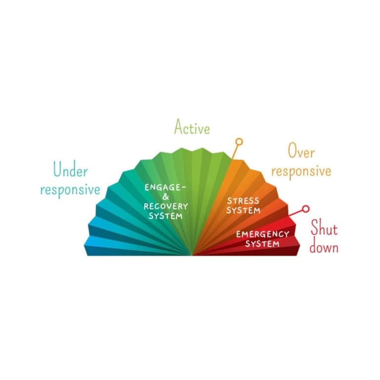 Elementary school Material | The Sensory Fan-Model