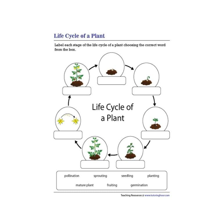 Elementary school Worksheet | Life Cycle of a Plant - Labeling