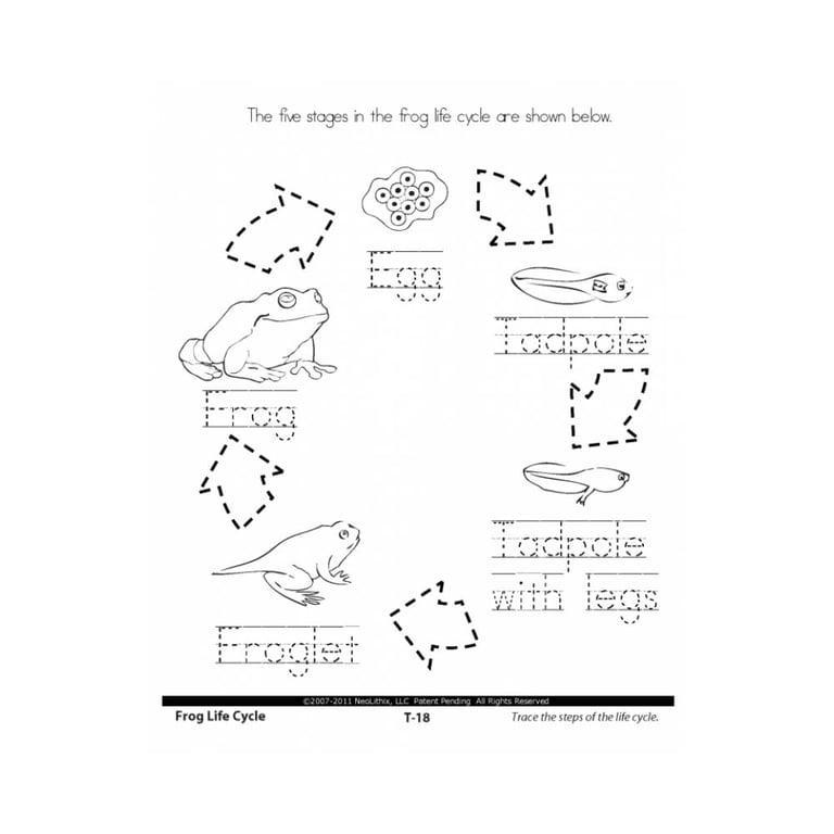 Elementary school Workbook | 1st Grade Science Stages in the Life Cycle