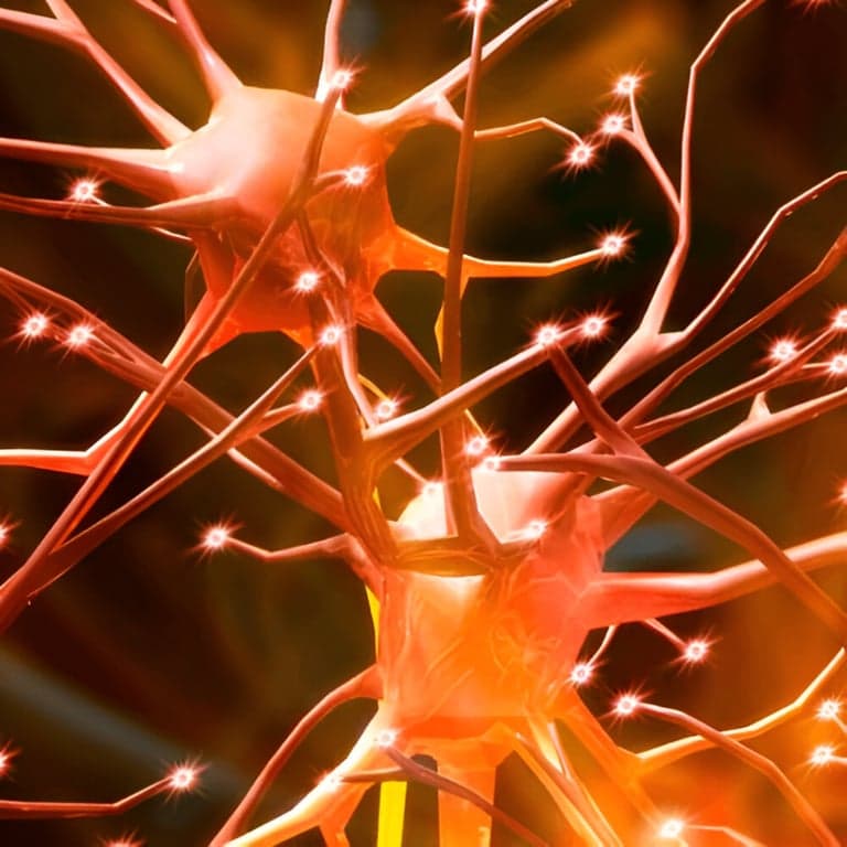 Elementary school Course | Stimulus Processing Course Under and Overstimulation