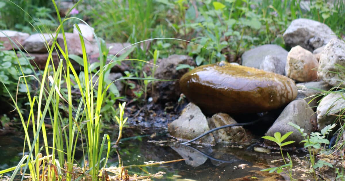 IVN seeks schoolyard with pond to help toads out of drains