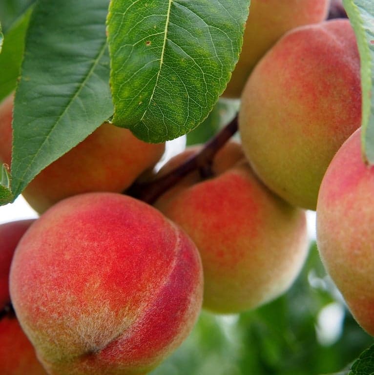 Elementary school Lesson Idea | Tree-Mendous Fruits