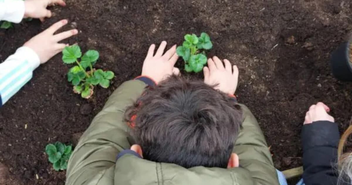 Vegetable garden coach wants to sit down with schools in autumn and early winter