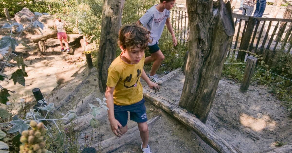 More green schoolyards needed to combat bullying