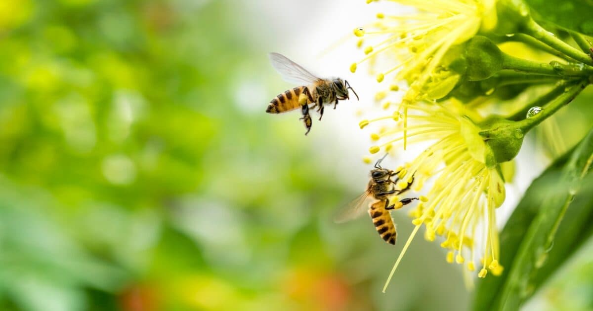Help the wild bee with your school