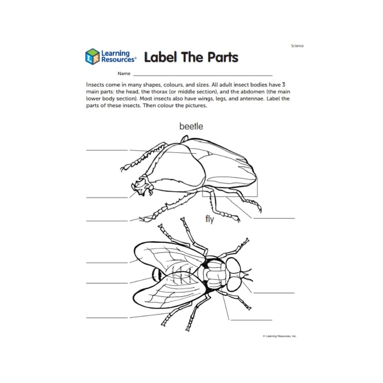 Elementary school Worksheet | Insects - Label the Parts