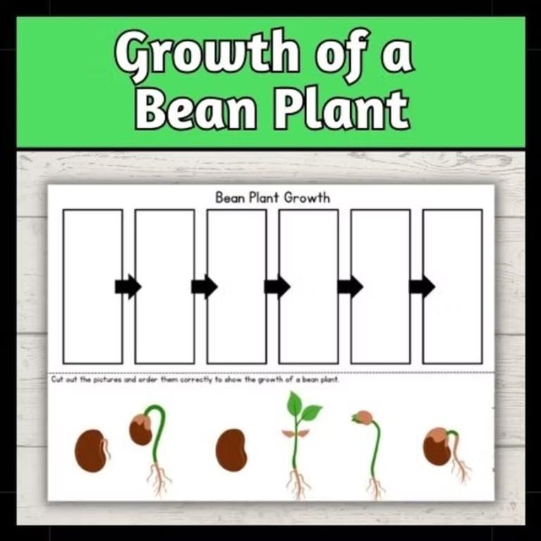 Elementary school Worksheet | Bean Plant Growth Worksheet